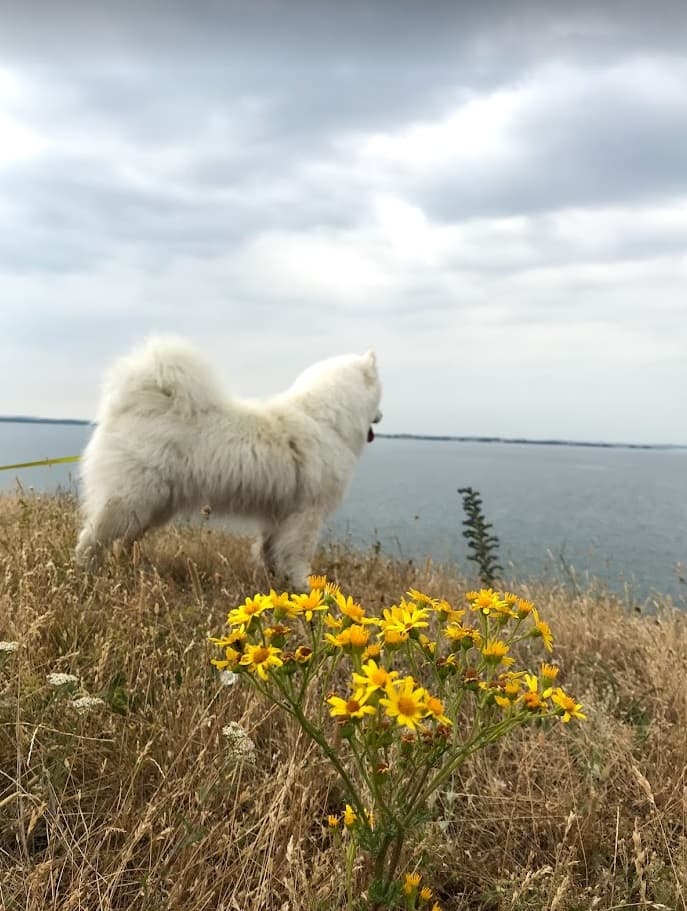 En hvid samojede står i det gule blomsterhav ved kysten