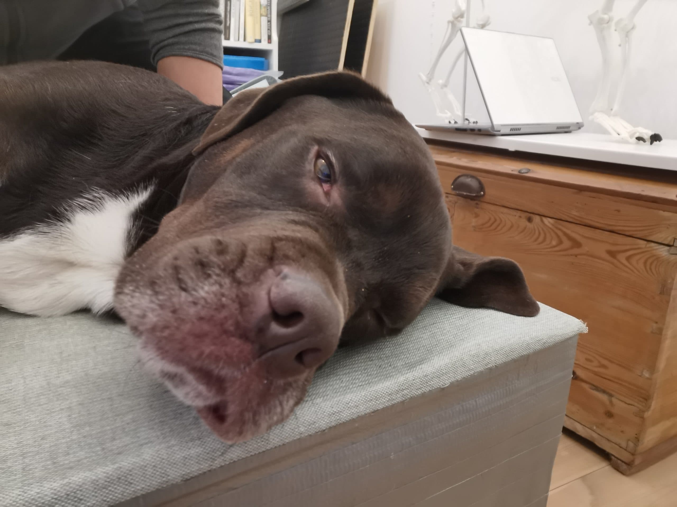 En chokoladefarvet labrador hviler hovedet på hyndens kant indenfor