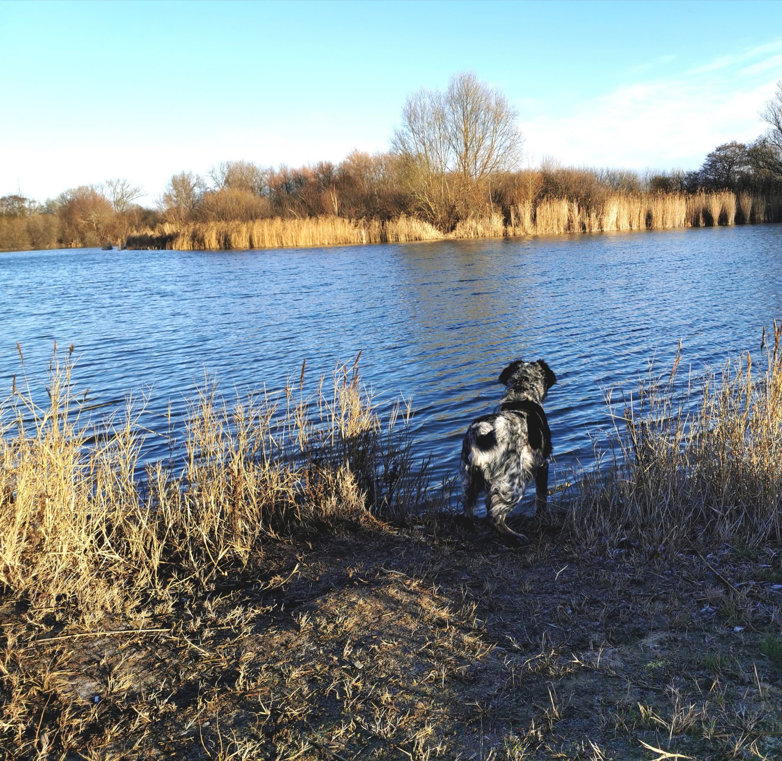 En hund står i vandkanten ved søen en klar vinterdag
