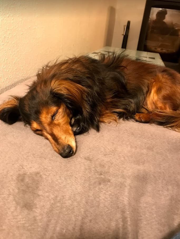 En langhåret gravhund sover trygt sammenrullet