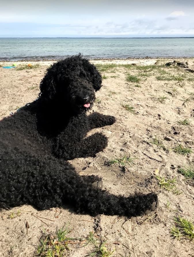 En sort puddelblanding hviler i sandet med tungen ude