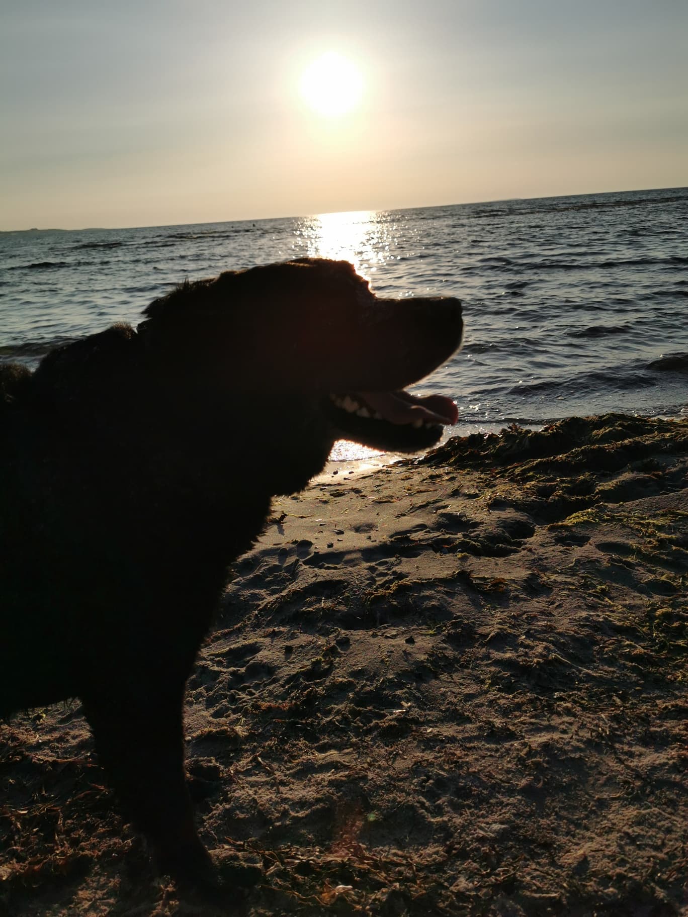 En hund kigger ud over stranden i modlys