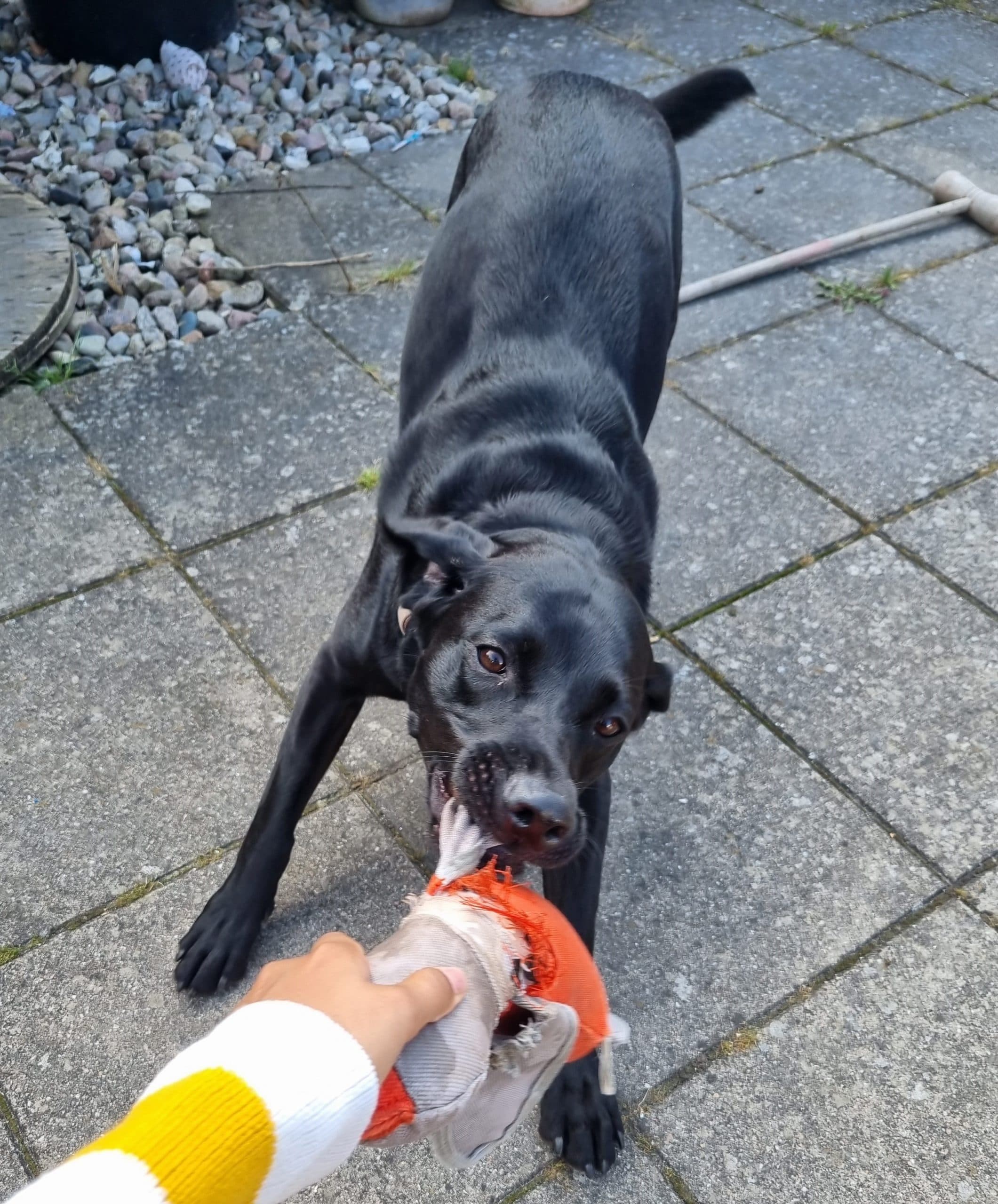 En hund i fuld gang med en ruskeleg på fliserne