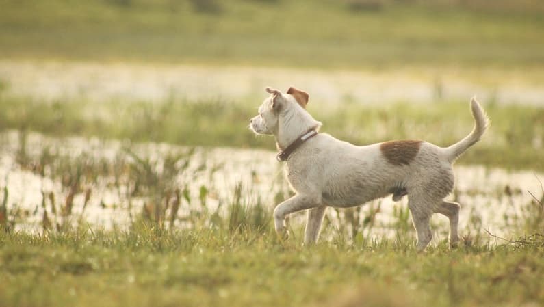 En hvid hund står opmærksomt i klitterne