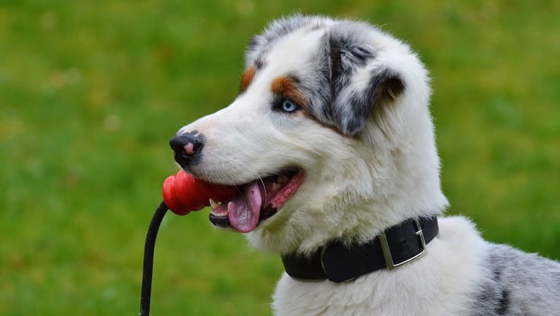 En australsk hyrdehund med rødt legetøj i munden