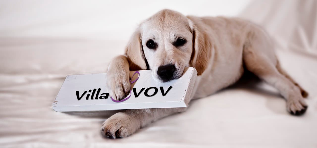 En lys golden retriever-hvalp ligger med poten på et VillaVOV-skilt